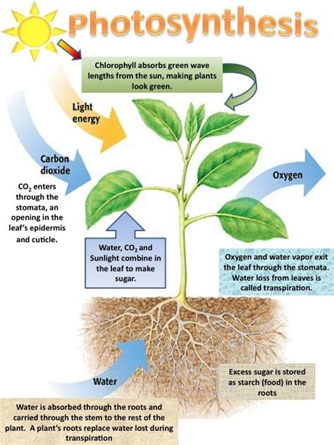 Photosynthesis Definition Photosynthetic Pigments Stage Of Light And