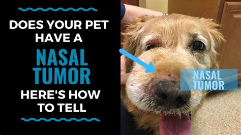 How Do You Know If Your Dog Has Nasal Cancer