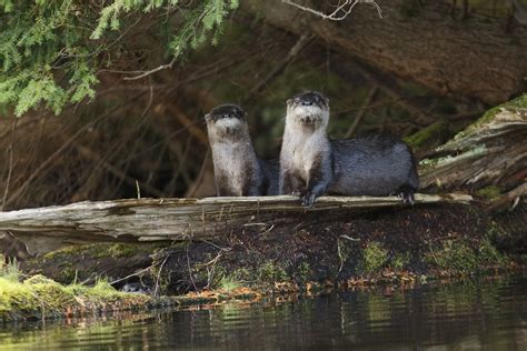 9 amazing facts about river otters