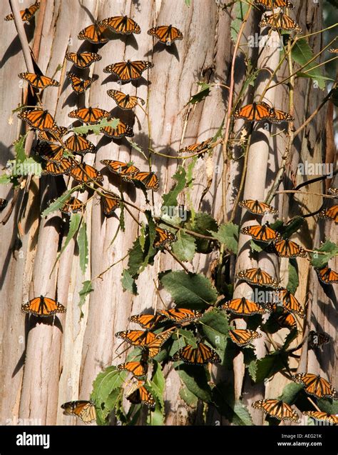 las mariposas monarca sobre un tronco de árbol de eucalipto fotografía de stock alamy