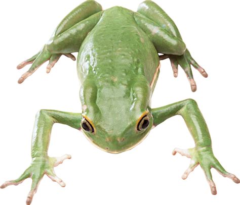 Frog Png Transparent Background Image For Free Download 10 Png