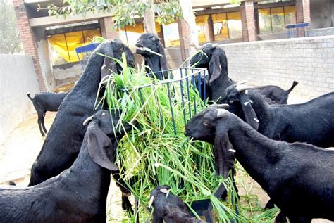 Black Desi Goat Khasi Chagol Meat Purpose 10 To 20 Kg At Rs 400kg