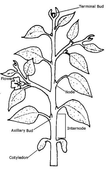 3 Botany Nc State Extension Publications