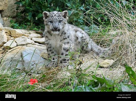 Snowleopard Hi Res Stock Photography And Images Alamy