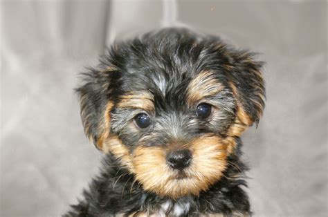 Yorkiepoo Puppies Michigan Yorkie Poo Pets And Animals For Sale