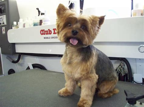 This is a less intimidating way to shorten your pup's nails, so if you are really worried about it, a grinder may be a good option for you. Club Doggie Mobile Grooming Salon - Photo Gallery