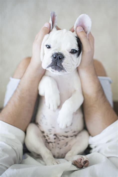 The french bulldog was the result of a cross between an english bulldog and french ratters. Pretty Fluffy