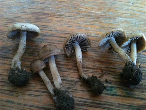 Kansas Mushroom Id Mushroom Hunting And Identification Shroomery