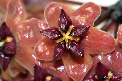 Hoya Bordenii Vermont Hoyas