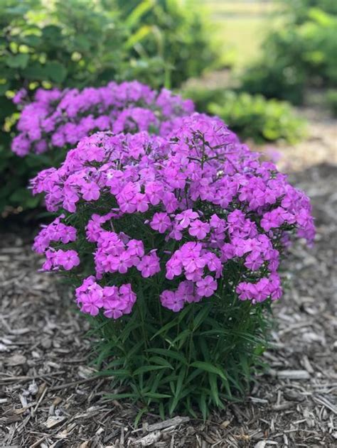 Forever Pink Phlox Phlox Paniculata Forever Pink From Growing Colors