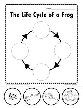 LIFE CYCLE OF A FROG Multiple Different Worksheets Frog Life Cycle
