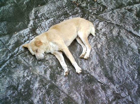 Sleeping Dog Free Stock Photo Public Domain Pictures