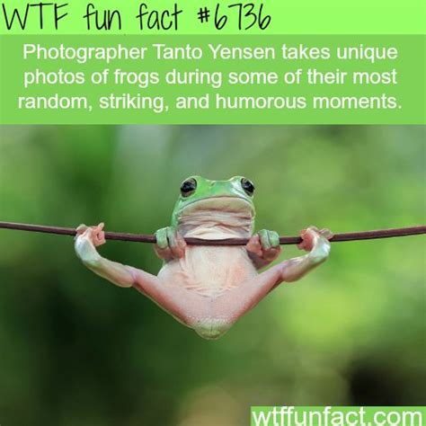 12 fun facts ideas fun facts facts weird facts vrogue