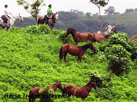 3 Day Horseback Ride Costa Rica Horse Trek Monteverde