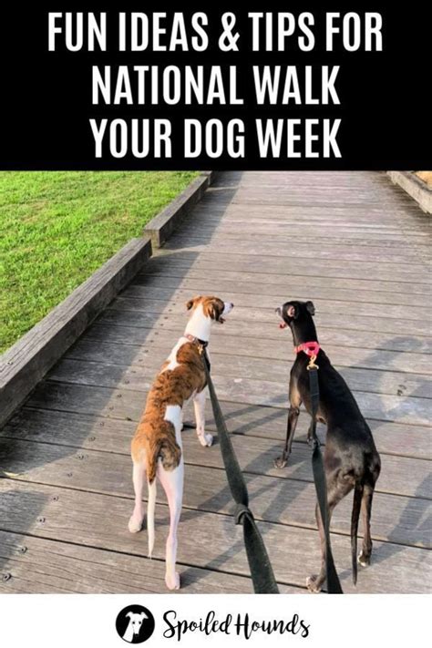 National Walk Your Dog Week Fun Tips And Info Spoiled Hounds Dog