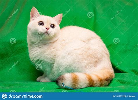 Golden Color Point British Cat With Blue Eyes Stock Photo