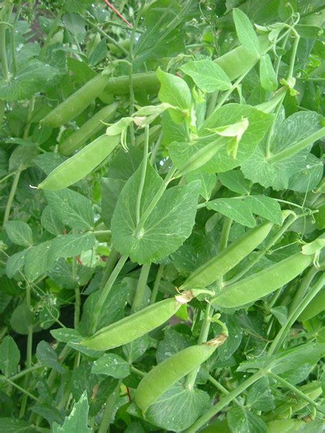 Learn More About Growing Sugar Snap Peas Gardening Know How
