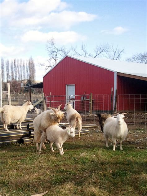 Liberty Farm Cashmere Goats Busy Buck