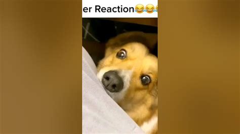 Funny Dog Reaction 🤣 Youtube