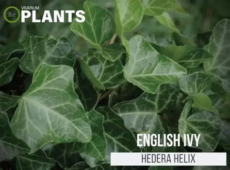 Hedera Helix English Ivy Care Guide Vivarium Plants