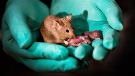 Same Sex Mice Have Pups Simple Headline Masks Complexity Of Science