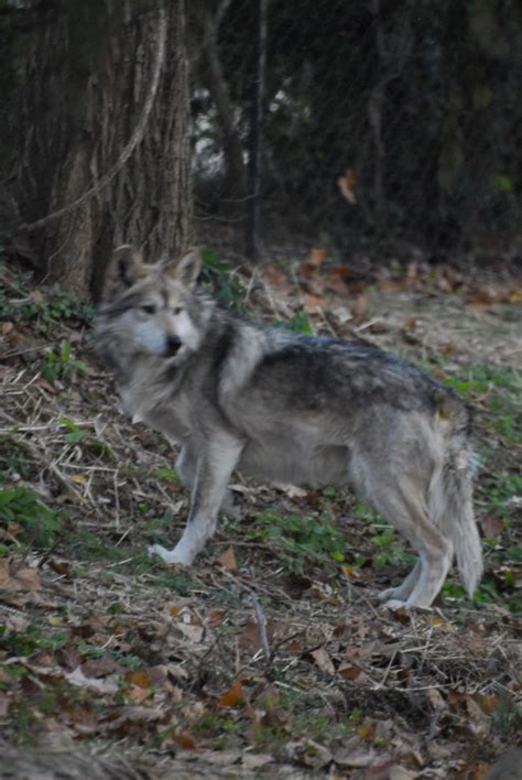 Rare Mexican Gray Wolves Arrive At Mesker Park Zoo And Botanic Garden