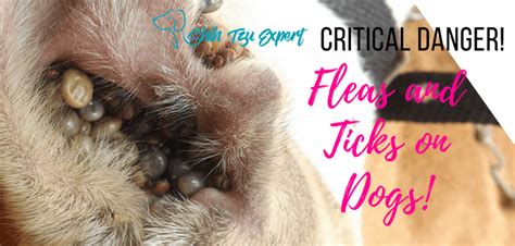 Fleas And Ticks On Dogs How To Control And The Critical Dangers
