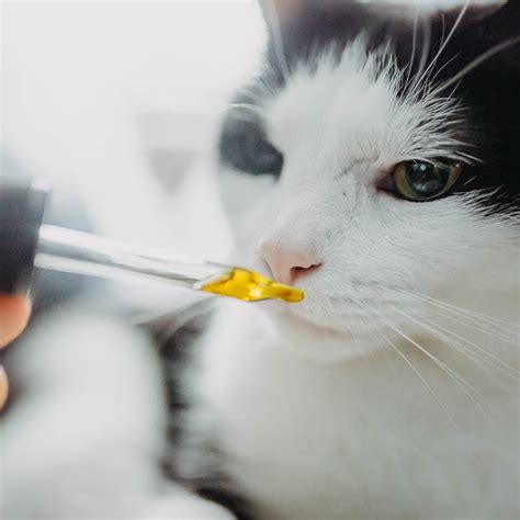 How much cbd oil should you give your cat? Things You Should Know About CBD Oil For Pets