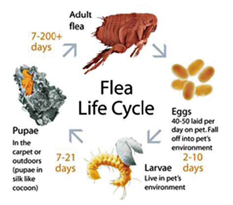 Stages Of Fleas Life Cycle