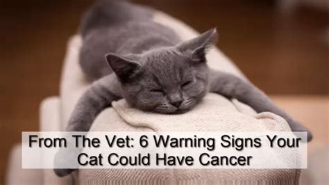 Signs Of Jaw Cancer In Cats Cat Mouth Cancer Feline Oral Squamous
