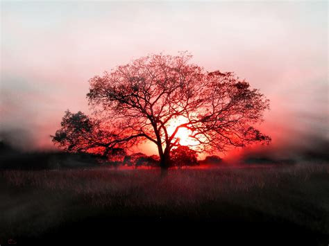 Landscape Sunset Trees Wallpapers Hd Desktop And Mobile Backgrounds