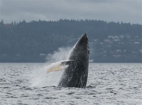 Photos Orcas Humpbacks Come Out To Play In Puget Sound Komo