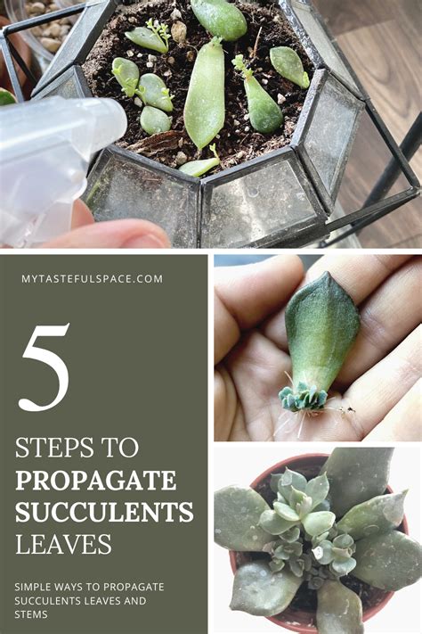 Propagating Succulents Leaves And Stems In 5 Simple Steps