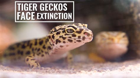 Act Now To Save Tiger Geckos Facing Extinction Petmoo