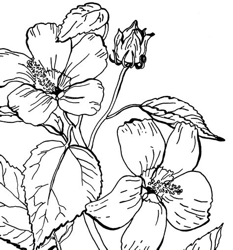 Rose coloring page from roses category. Free Roses Printable Adult Coloring Page - The Graphics Fairy