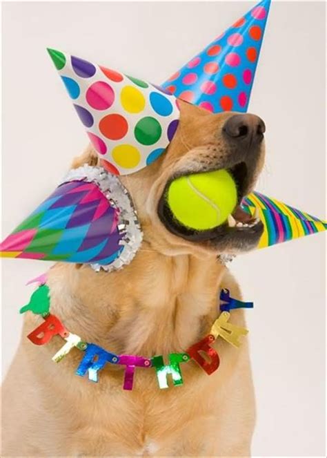 It regularly shares all sorts of cute and funny animals pics that are guaranteed to put a smile on your face. 20 Very Funny Birthday Animal Pictures And Images