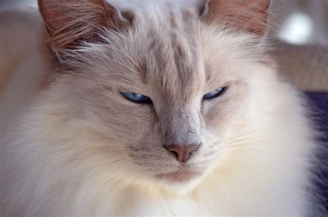 Balinese Cat Colors Balinese Cat Breed Glance Know Cats Kitten