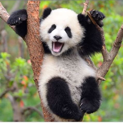 Image By QuΣΣΠ On Cute Cute Panda Panda Cute Baby Animals