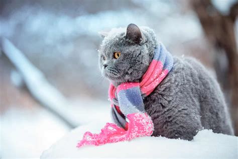 Cat With A Cold What To Do Cat Meme Stock Pictures And Photos
