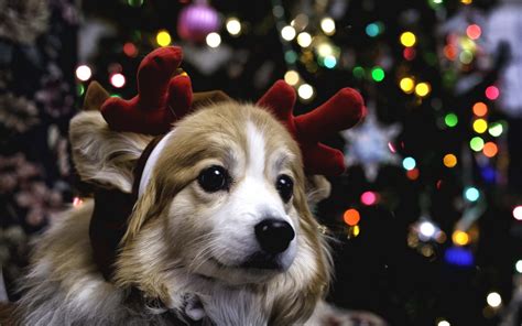 Christmas Dog Wallpaper Wallpapersafari