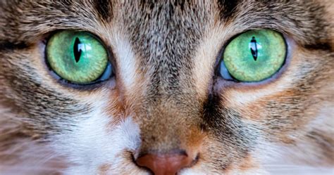 Cat Eye Colors Ranked From Most Common To Rarest Cat Eye Colors