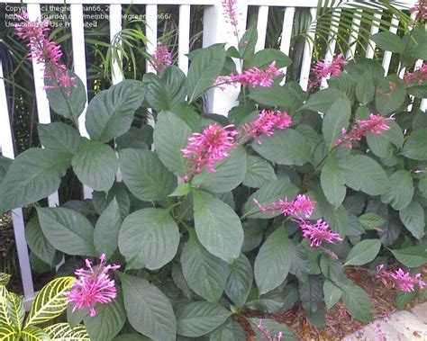 The large textured pointy leaves are highly ornamental and remain dark green throughout the winter. PlantFiles Pictures: Firespike, Purple Firespike, Purple ...