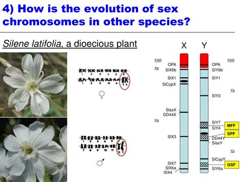 Ppt The Evolution Of Sex Chromosomes From Humans To Non Model Free Nude Porn Photos