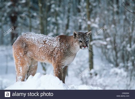 Puma Mountain Lion Cougar Puma Concolor Profelis