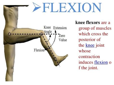 Fundamental Movement Of Joint Kinesiology
