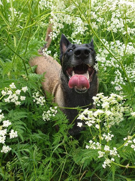 Pin By Peculiariam On Belgian Malinois Belgium Malinois Dog Body