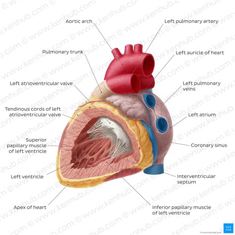 Heart Anatomy Structure Valves Coronary Vessels Kenhub My Xxx Hot Girl