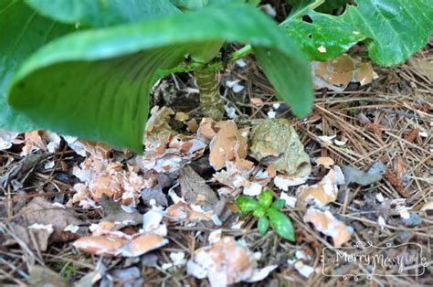 Hometalk Organic Gardening How To Deter Slugs And