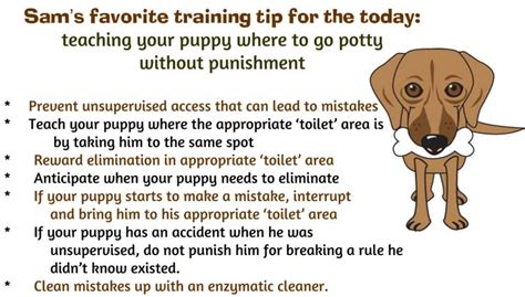 Yes, these stubborn dogs can be trained. tips for successfully potty training your puppy without ...