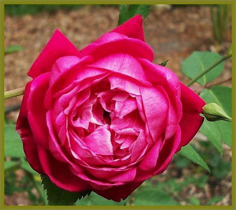 One of those was also mislabeled, and i found that heirloom's mislabeling rate was a shocking 50%, at least in my experience. Heirloom Rose - Louis Phillip, Cracker Rose | Plants ...